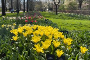 Gelbe Tulpen auf dem Keukenhof 2025
