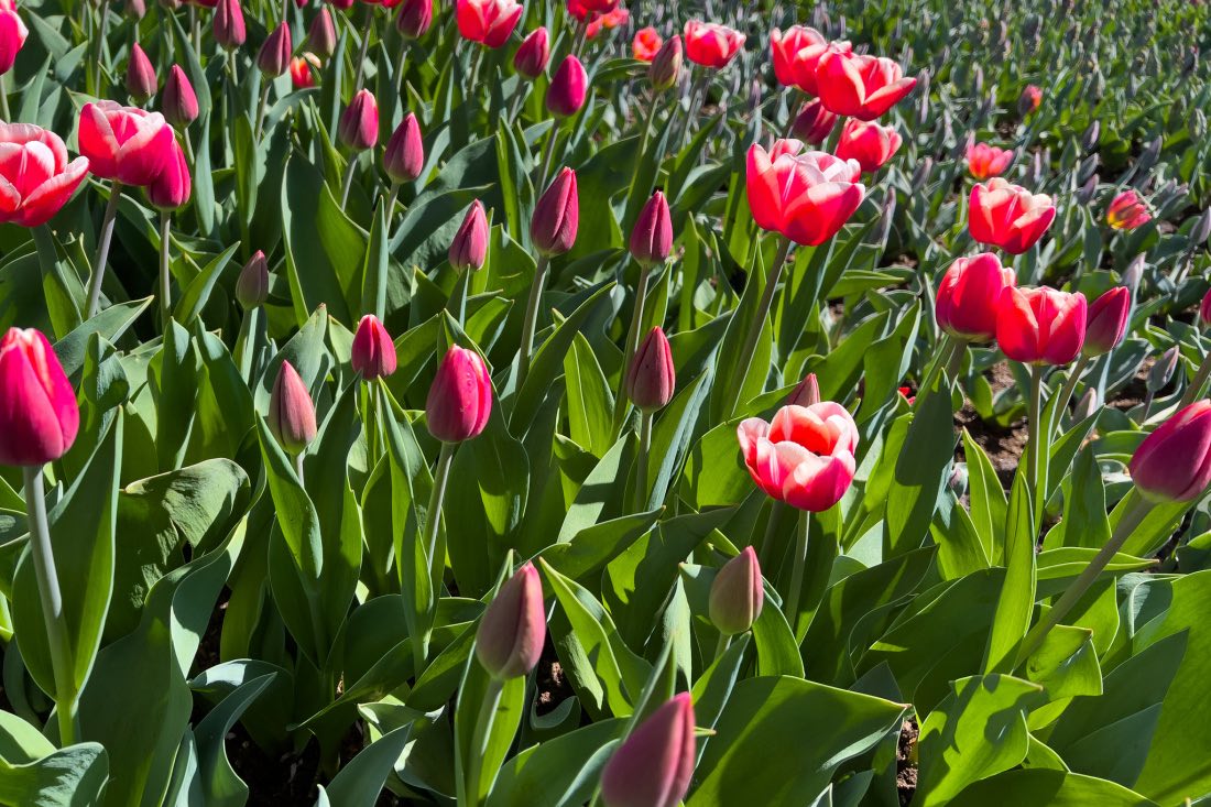 Rote Tulpen in den Niederlanden