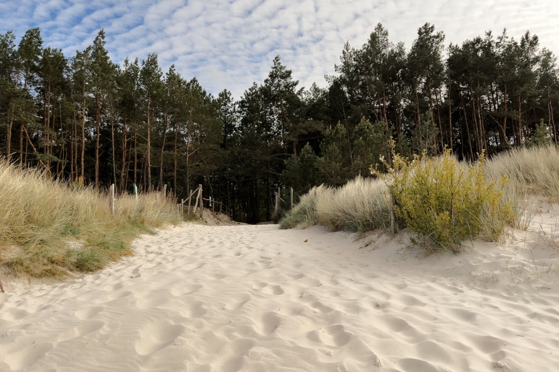 Zugang zum Strand von Grzybowo mit hellem Sand, Gras an den Seiten und einem Kiefernwald dahinter.